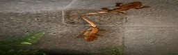 Gecko reptiles for sale: Baby crested geckos - Advert 2