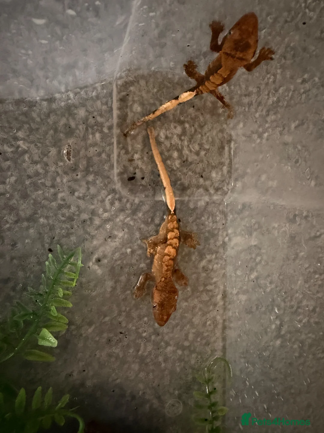 Gecko reptiles for sale: Baby crested geckos - Advert 2