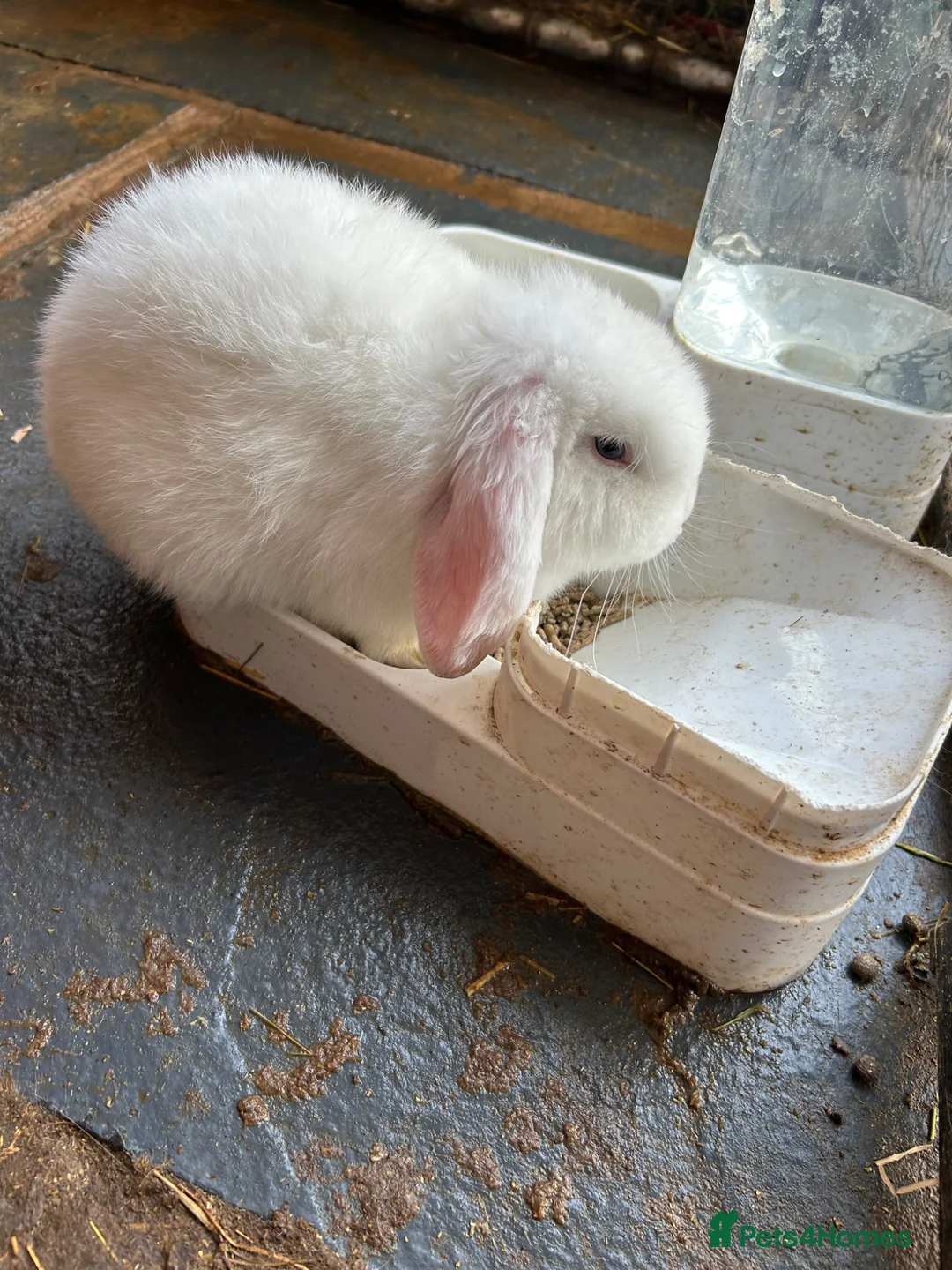 Mini Lop rabbits for sale: Mini Lop Babies - Advert 1