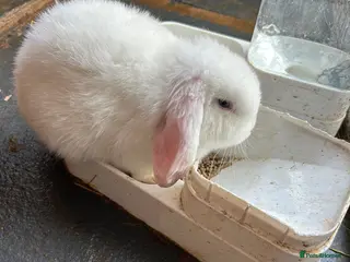 Mini Lop rabbits Mini Lop Babies - Advert 2