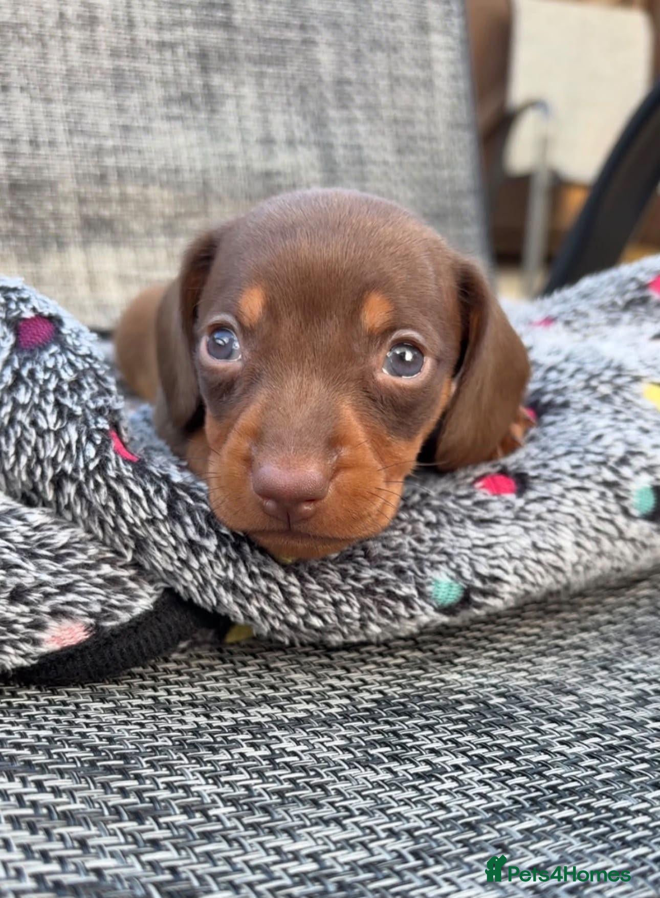 Miniature Dachshund dogs 1 girl 1 boy ready now - Advert 1