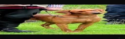 Labrador Retriever dogs for sale: My Labrador Puppys 🐾 - Advert 3