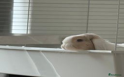Mini Lop rabbits for sale: Mini lop buck - Image 3