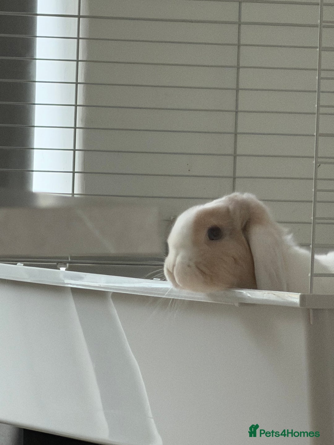Mini Lop rabbits for sale: Mini lop buck - Image 3