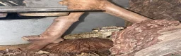Gecko reptiles for sale: Gargoyle Gecko - Advert 2