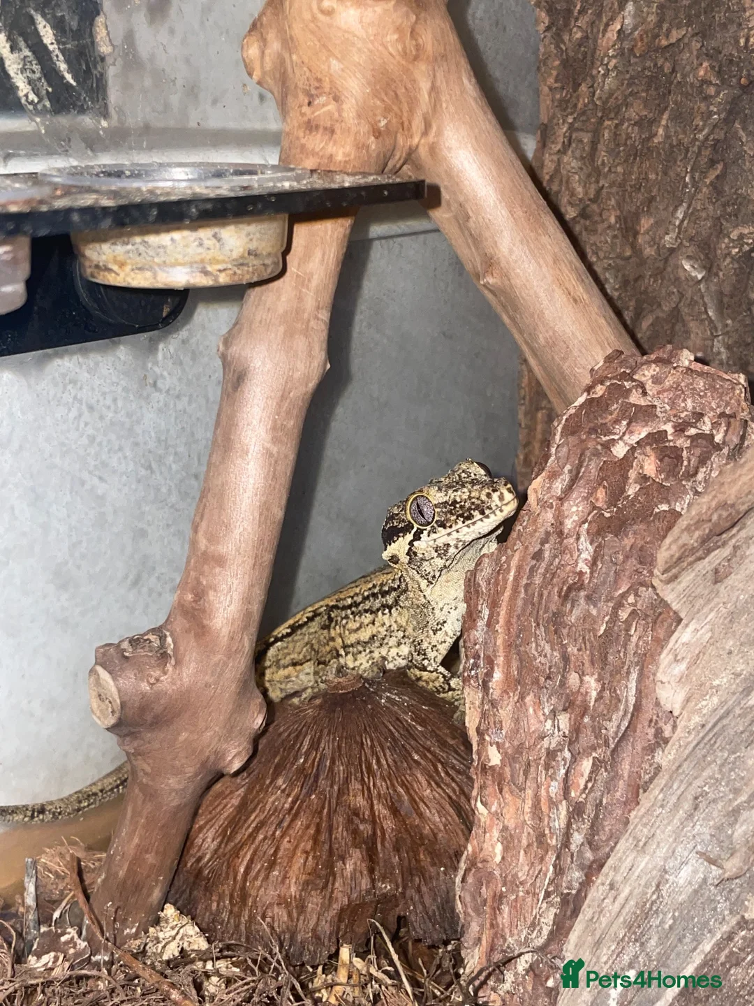 Gecko reptiles for sale: Gargoyle Gecko - Advert 2