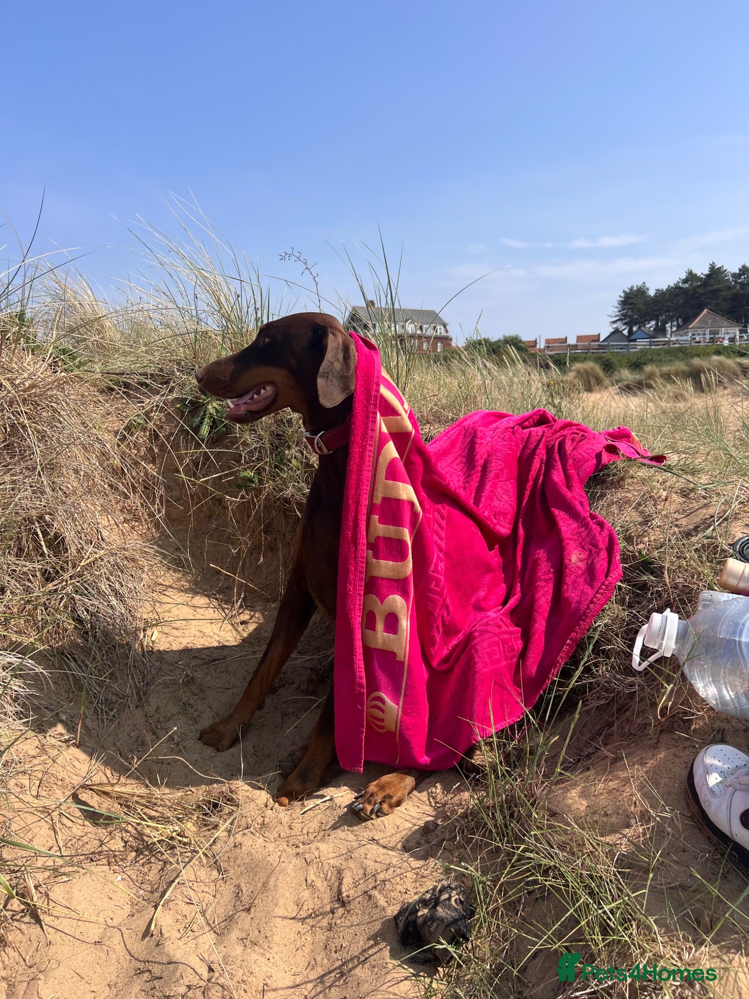 Dobermann dogs KC Registered Doberman Puppies 🐾 - Advert 1