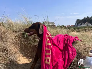 Dobermann dogs KC Registered Doberman Puppies 🐾 - Advert 2