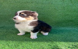 Australian Shepherd dogs for sale: Australia shepherd Kc puppies  - Image 32