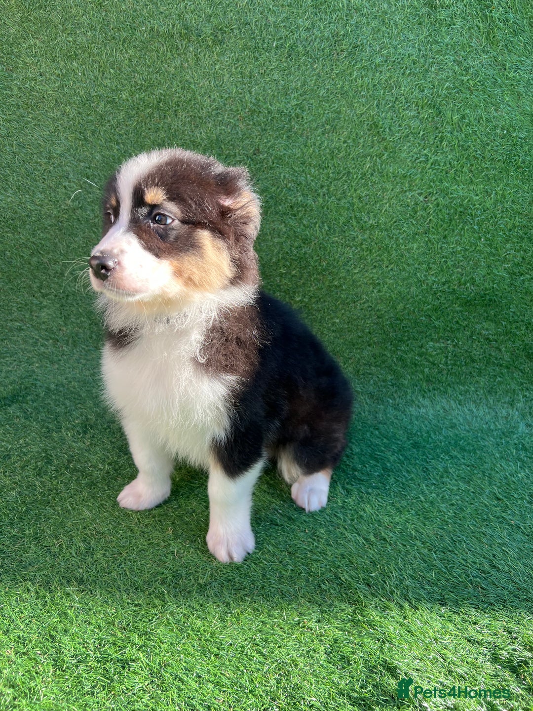 Australian Shepherd dogs for sale: Australia shepherd Kc puppies  - Image 32