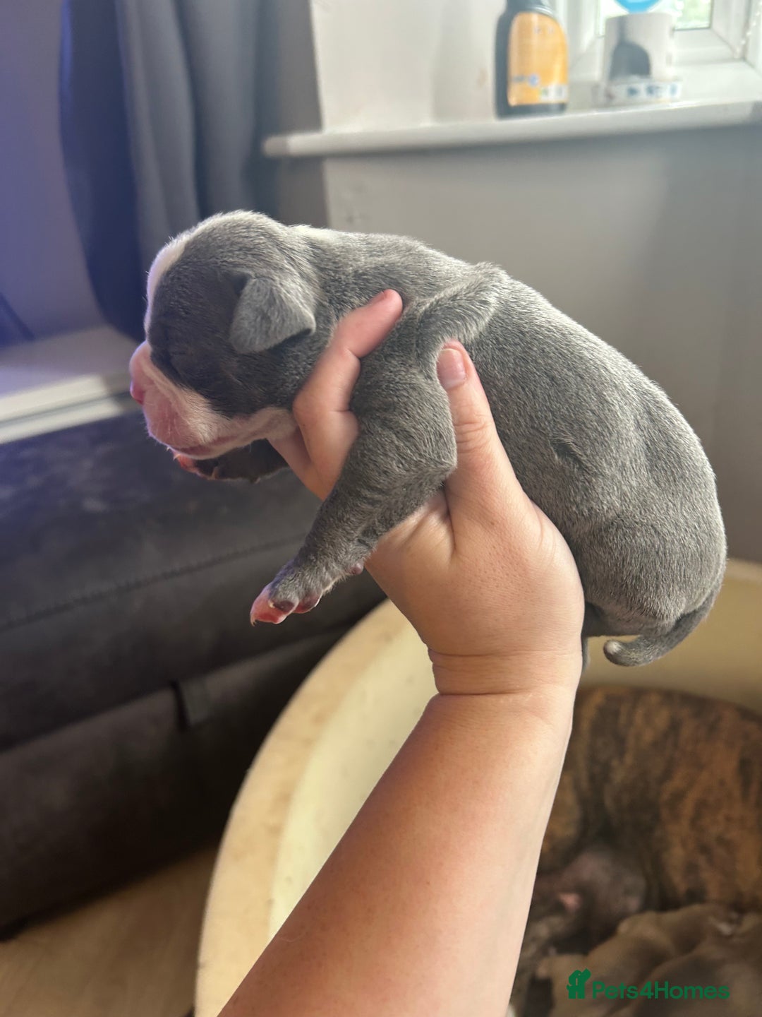 Old Tyme Bulldog dogs for sale: Beautiful old tyme bulldogs  - Image 3