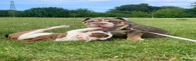English Bulldog 1