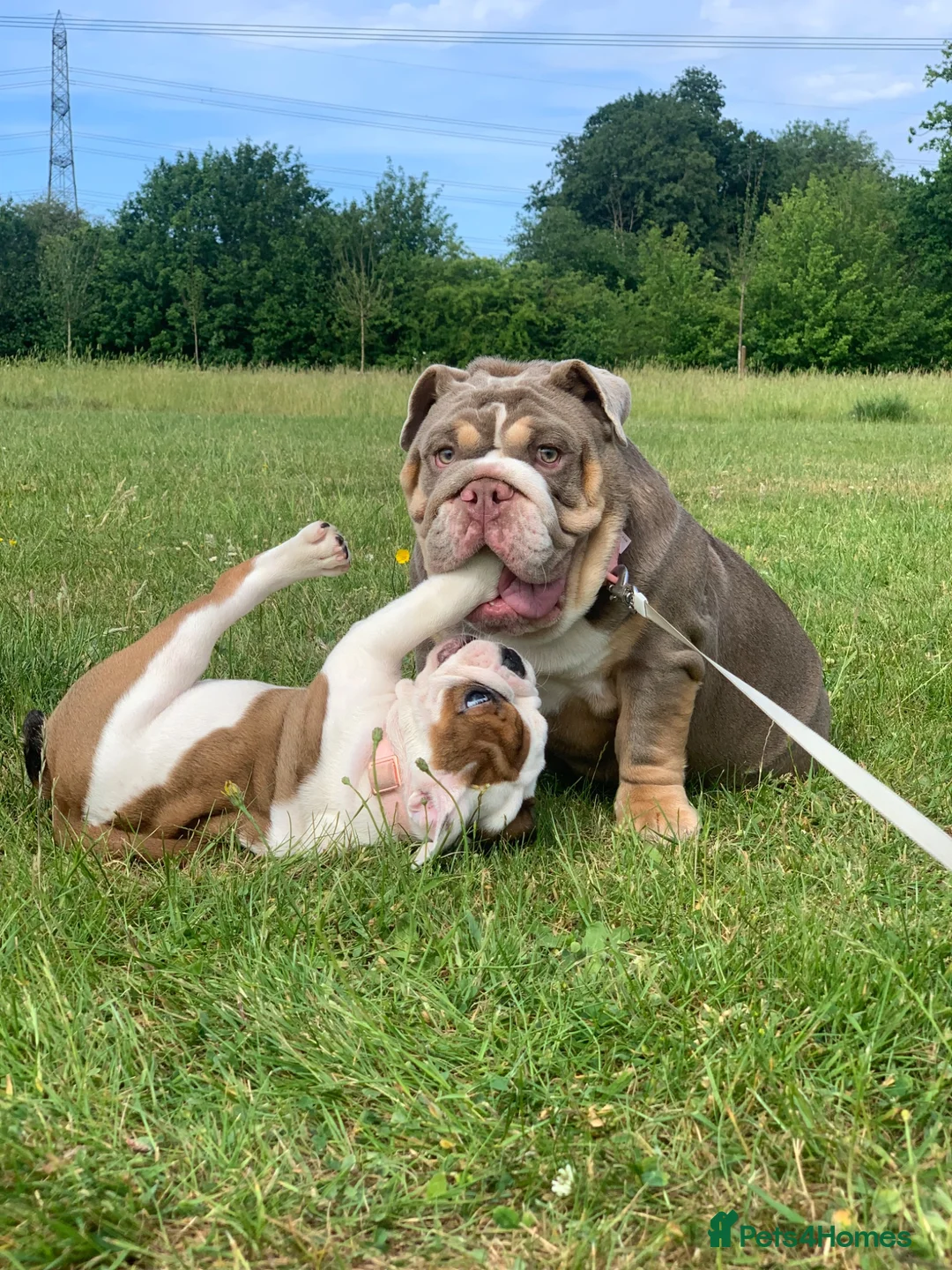 English Bulldog dogs for sale: 8 months old girl - Advert 2