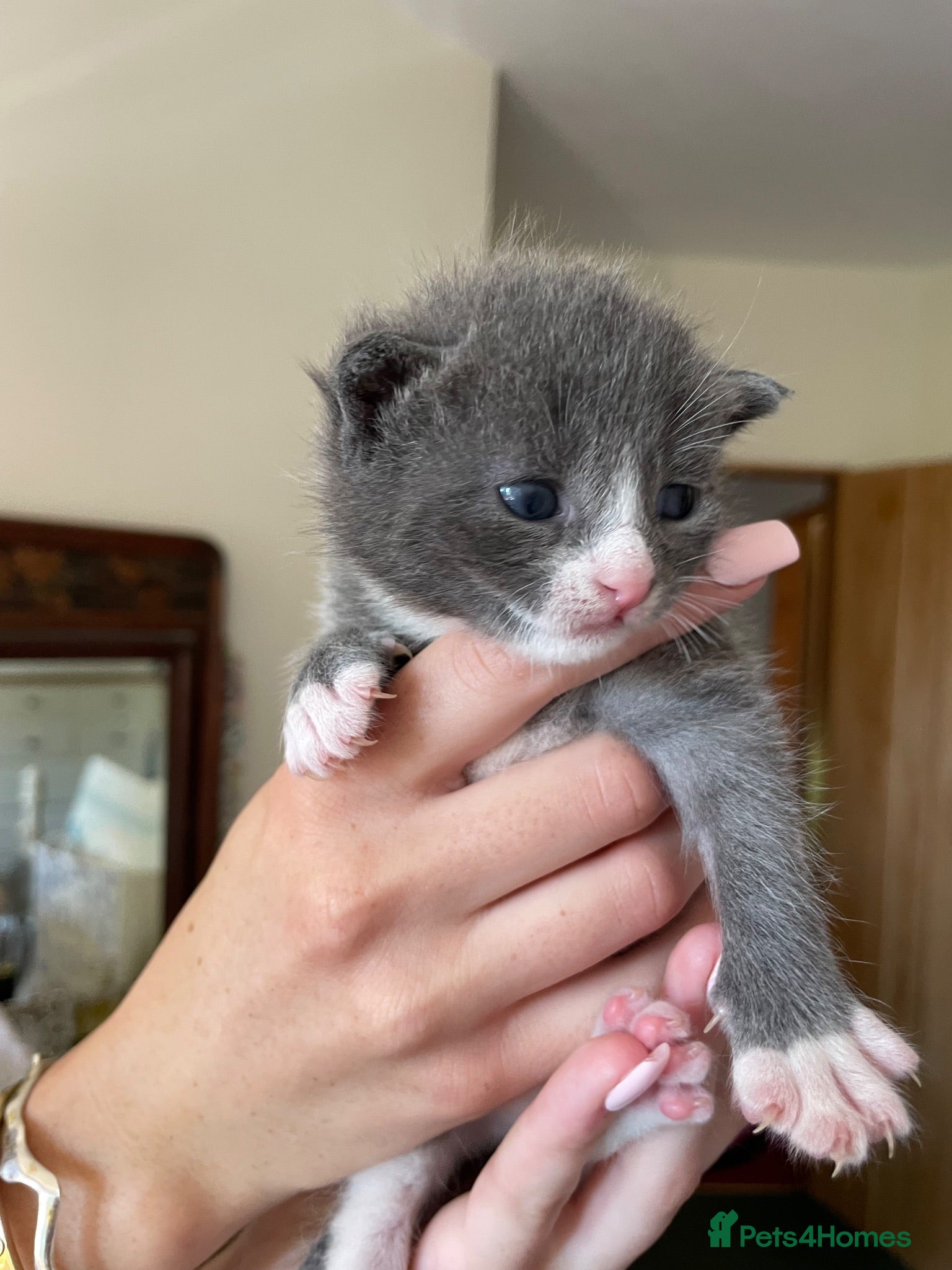 Mixed Breed cats Russian blue/British short hair  - Advert 2
