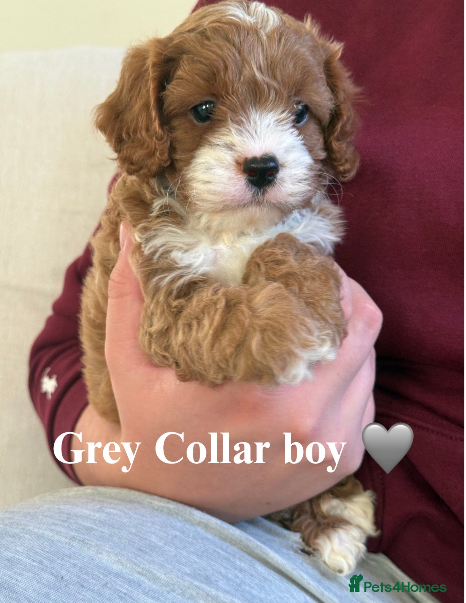 Cavapoo dogs F1 cavapoo puppies  - Advert 2