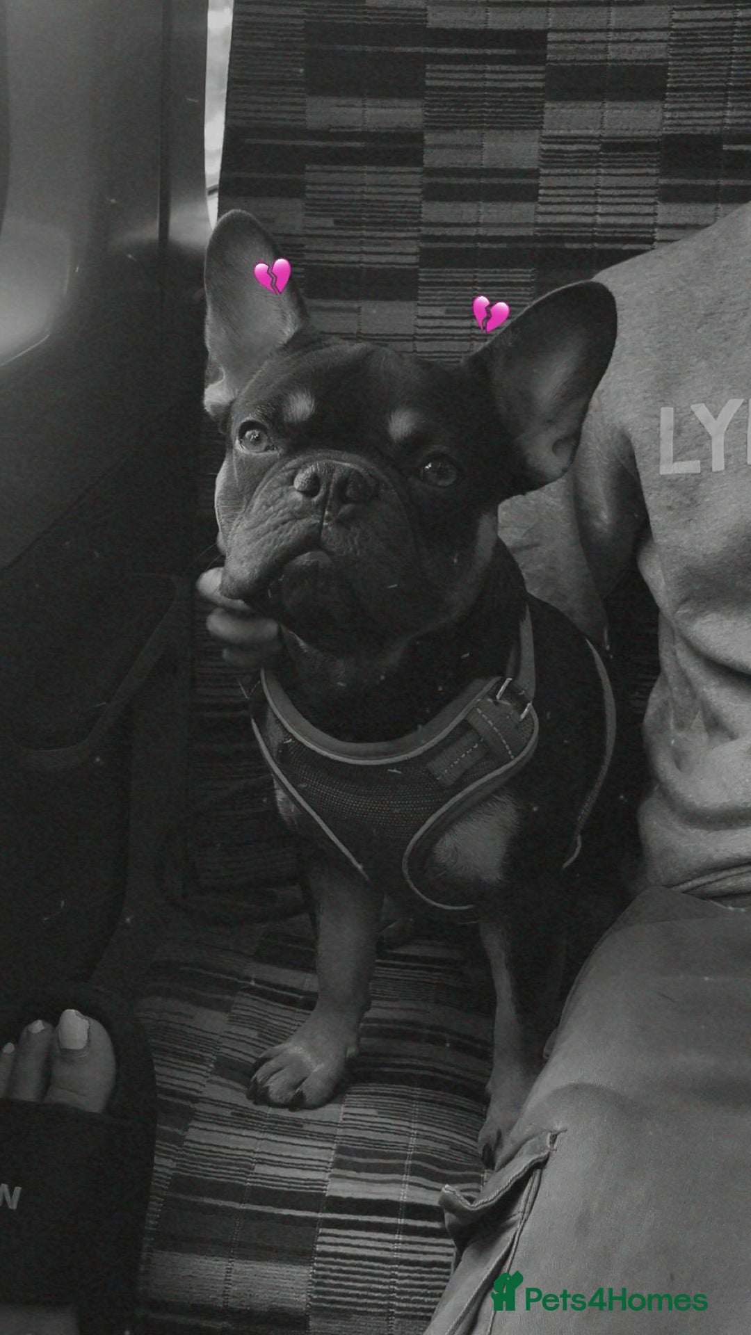 French Bulldog dogs for sale: Rolo  - Image 2