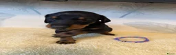 Dobermann dogs for sale: Exceptional KC Dobermann Puppies - Advert 10