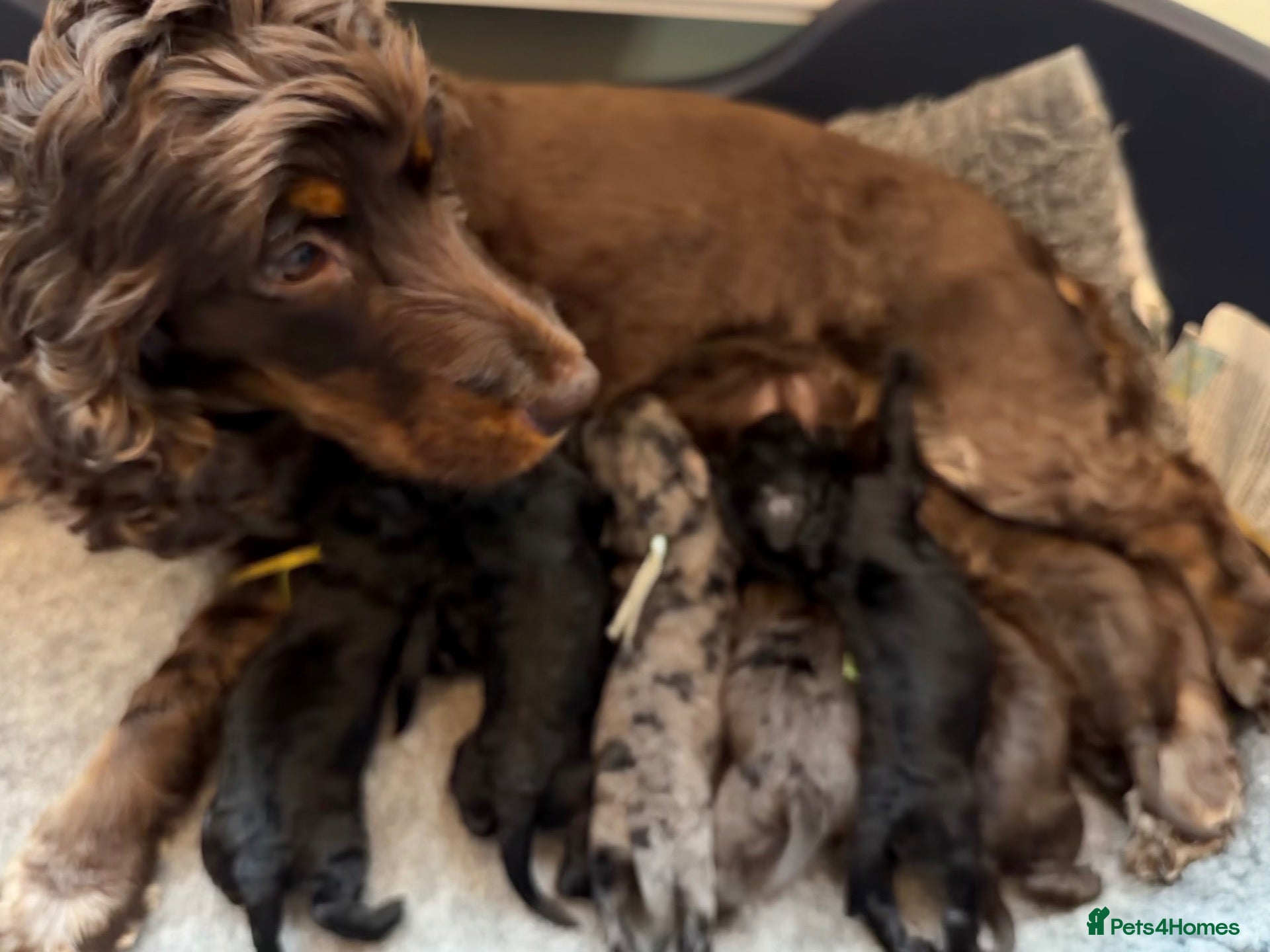 Cockapoo dogs Beautiful F1 Cockapoo puppies. DNA clear - Advert 4