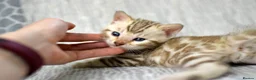 Bengal cats for sale: Male and Femal Bengal kitten available TICA  - Advert 8
