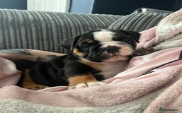 English Bulldog dogs for sale: Last boy left REDUCED  - Image 12