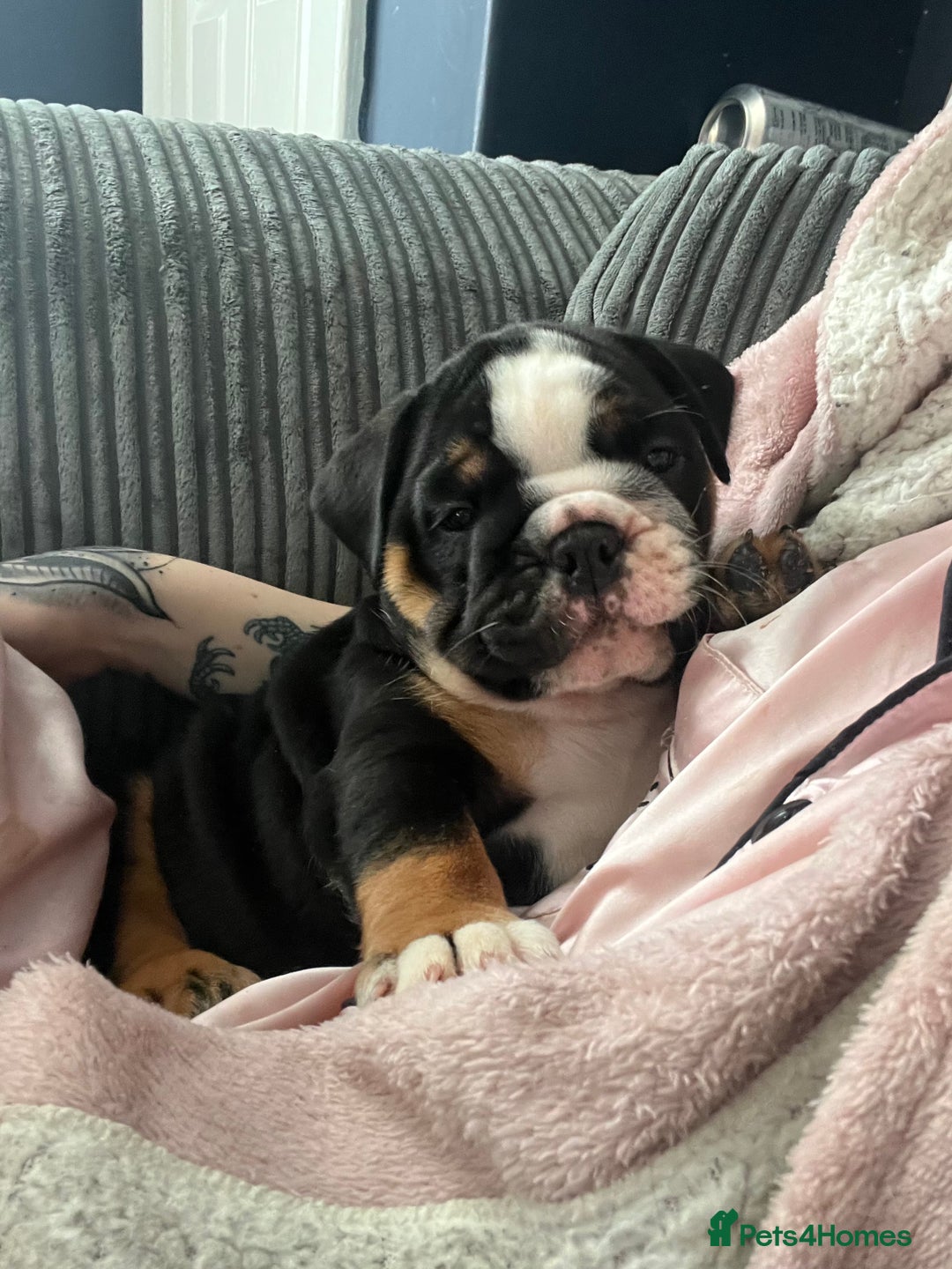 English Bulldog dogs for sale: Last boy left REDUCED  - Image 12