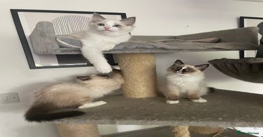 Ragdoll cats - Advert 6