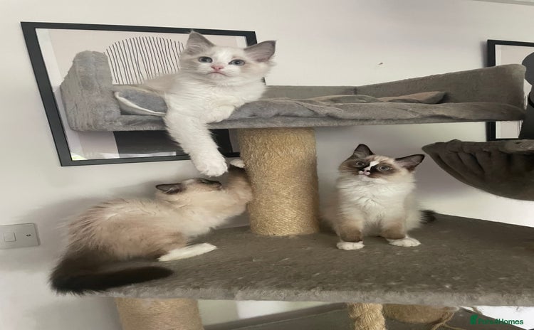 Ragdoll cats - Advert 4