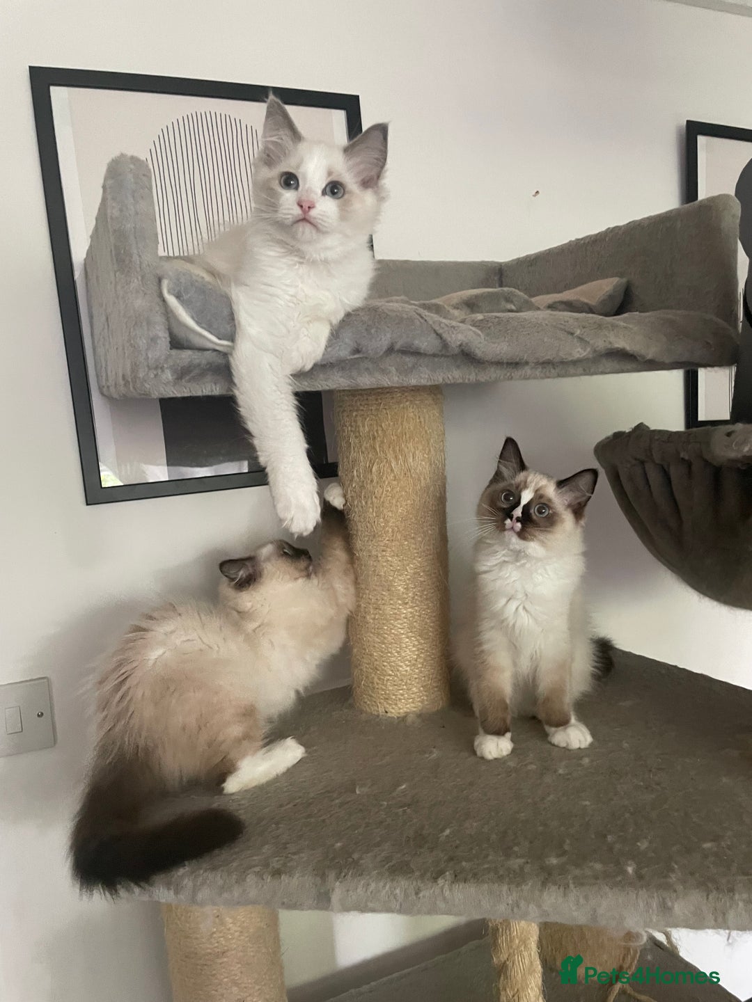 Ragdoll cats for sale: GCCF pedigreed ragdoll kittens READY TO LEAVE  - Image 1