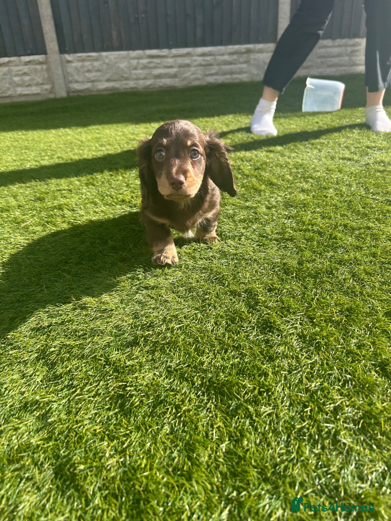 Miniature Dachshund dogs Long hair miniature dachshund puppies  - Advert 2