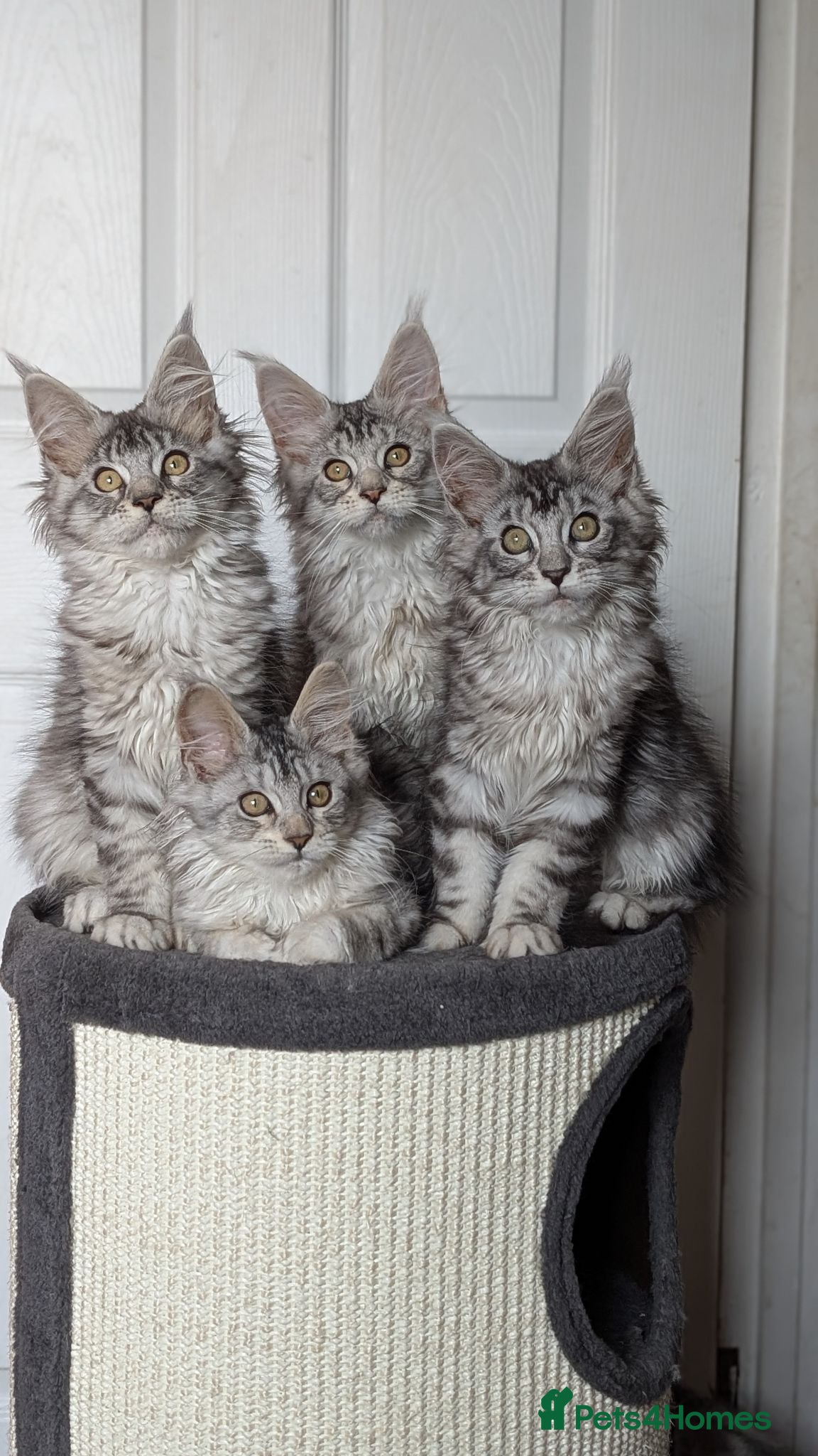 Maine Coon cats Maine coon kittens ready to leave now - Advert 3