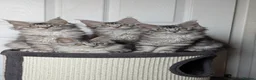 Maine Coon cats for sale: Maine coon kittens ready to leave now - Advert 1
