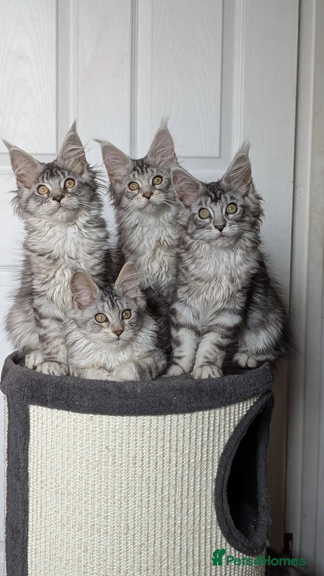 Maine Coon cats for sale: Maine coon kittens ready to leave now - Advert 1