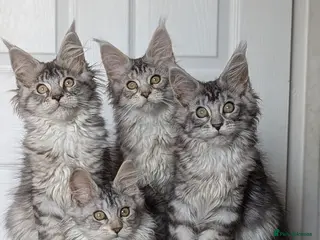 Maine Coon cats Maine coon kittens ready to leave now - Advert 2