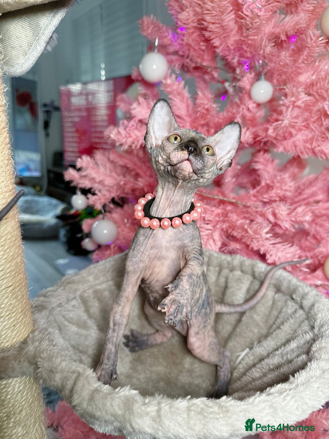 Sphynx cats for sale: 🌟 Stunning Sphynx & Elf Kittens  - Advert 18