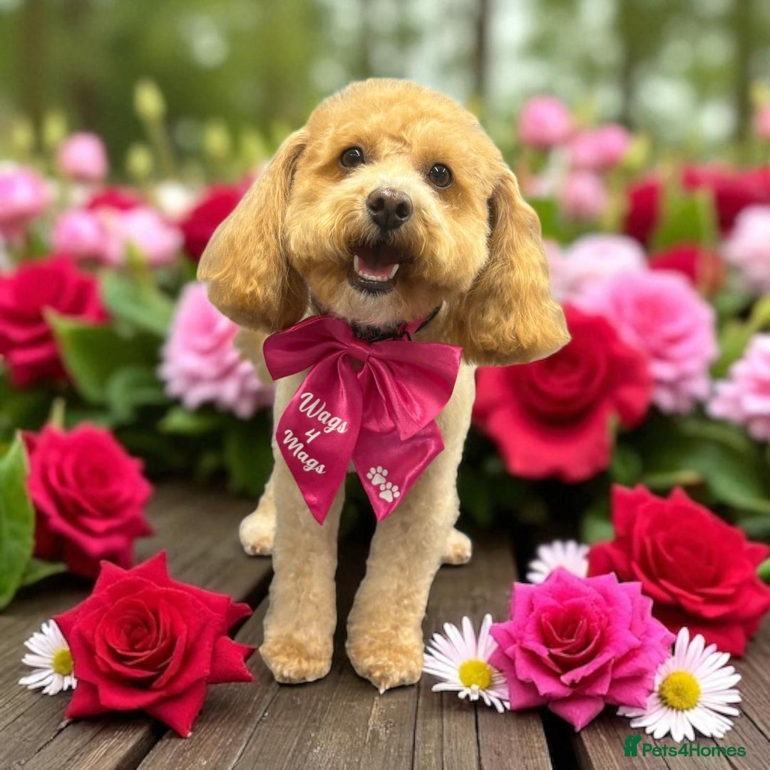 Cockapoo dogs for sale: F1B cockapoo puppies  - Advert 10