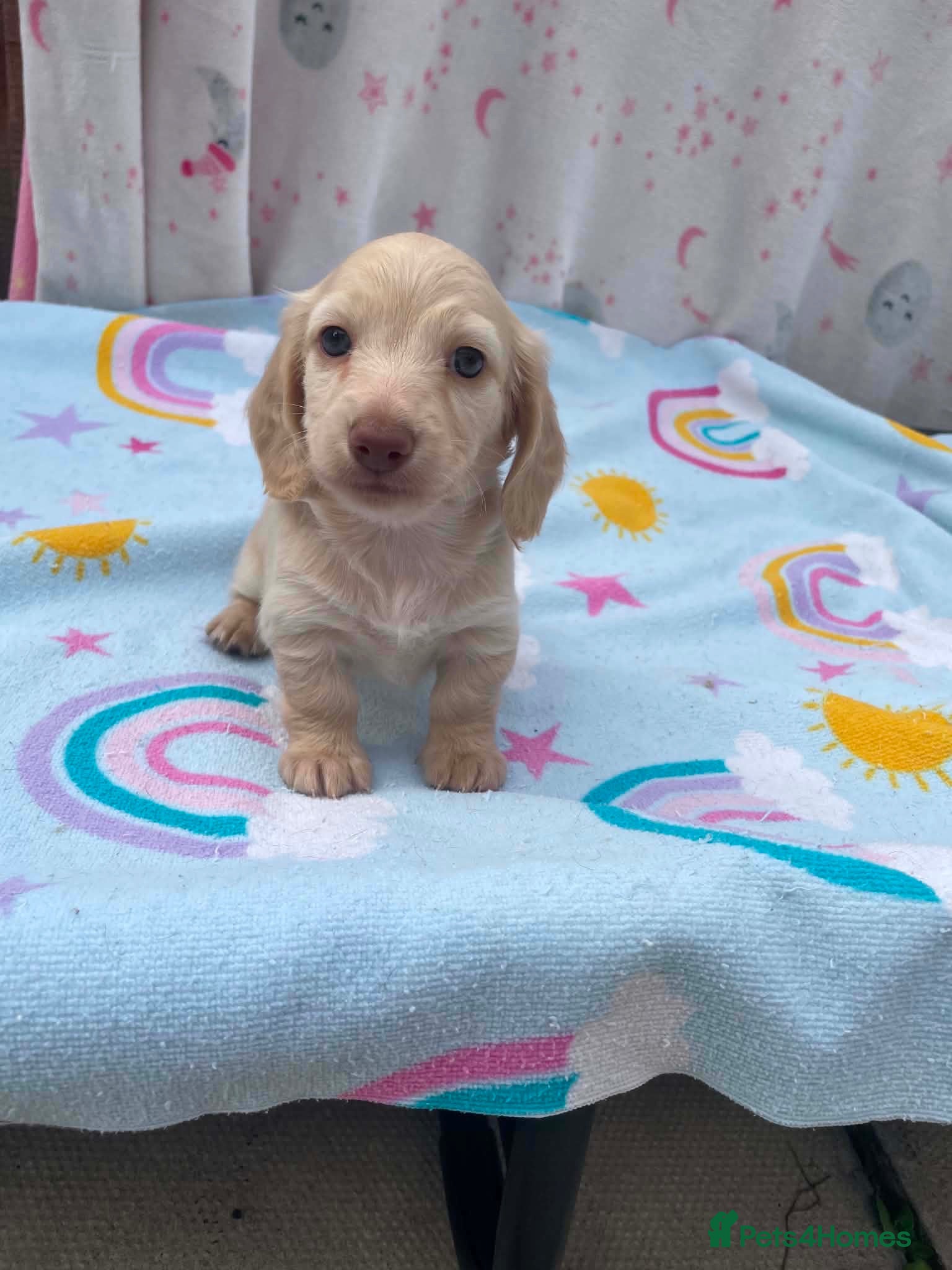 Miniature Dachshund dogs Longhair cream mini dachshund puppys - Advert 2