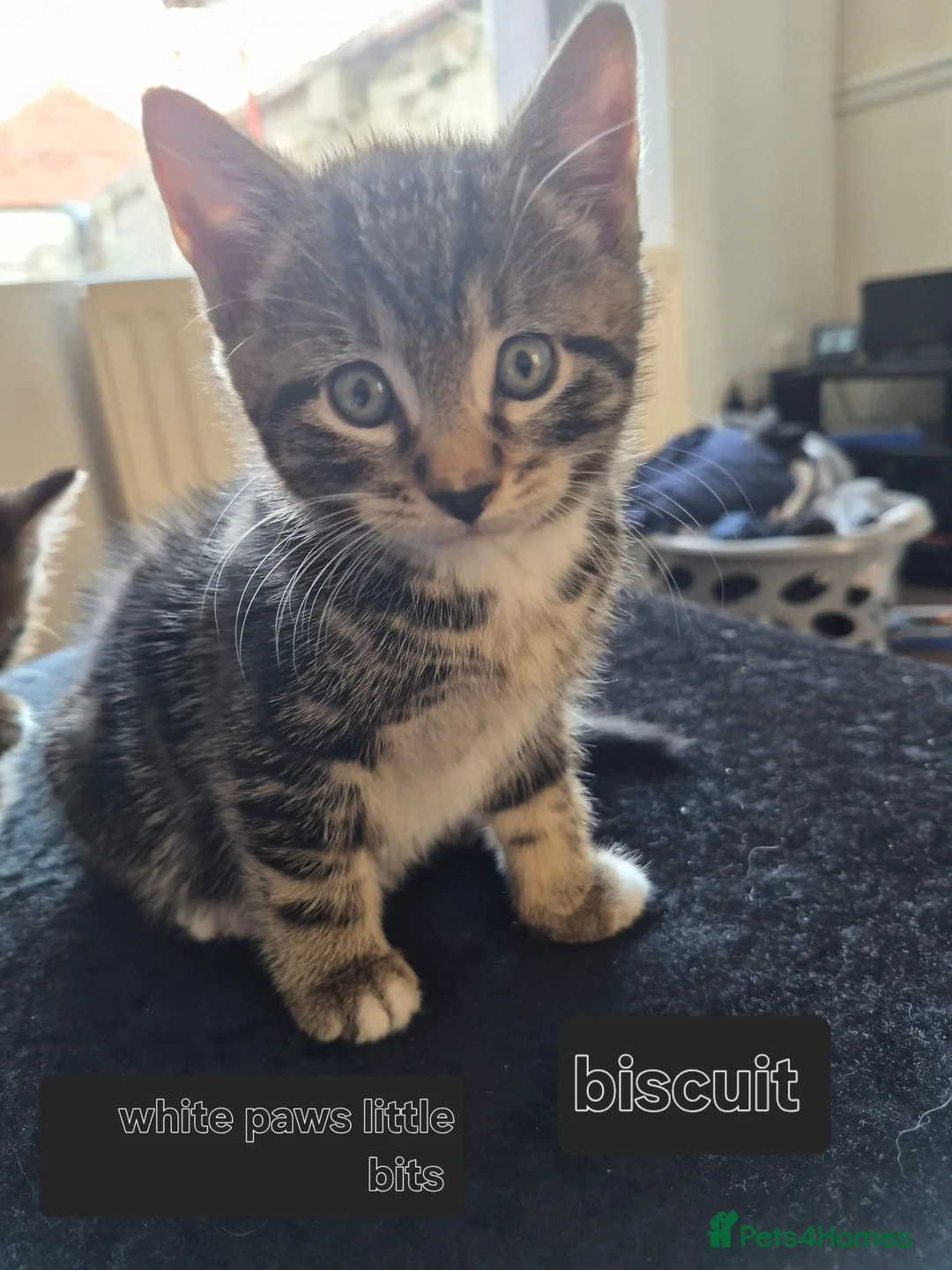 Domestic Shorthair cats for sale: Kitten called biscuit  - Advert 5
