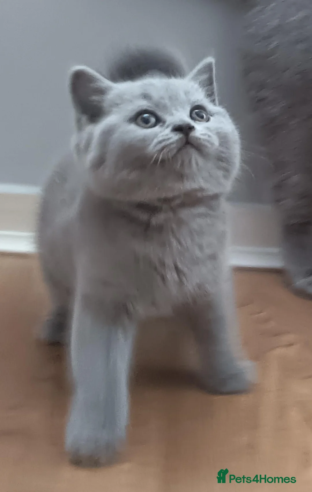British Shorthair cats for sale: Beauty Blue Boy  - Advert 1