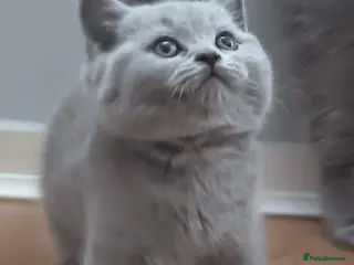 British Shorthair cats Beauty Blue Boy - Advert 6