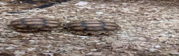 Tortoise reptiles for sale: Baby Sulcata Hatchlings in Swindon - Advert 4