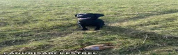 Labrador Retriever dogs for sale: KC Labrador - Traditional working  - Advert 14