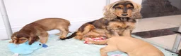 Cocker Spaniel dogs for sale: Kennel Club Registered Show Type Cocker puppies - Advert 6
