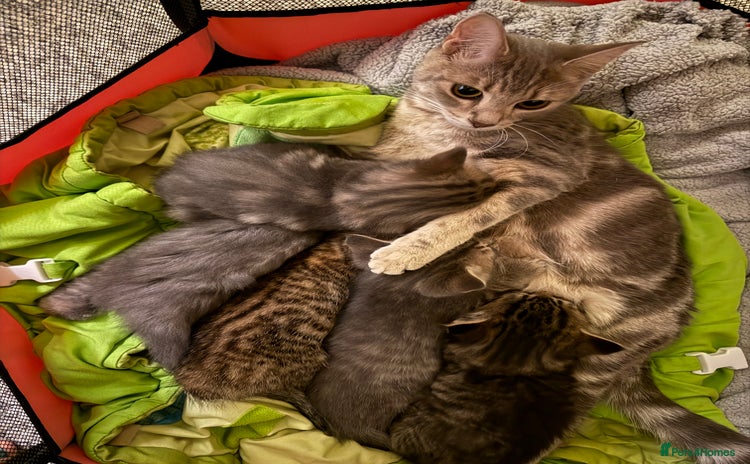 Mixed Breed cats - Advert 8