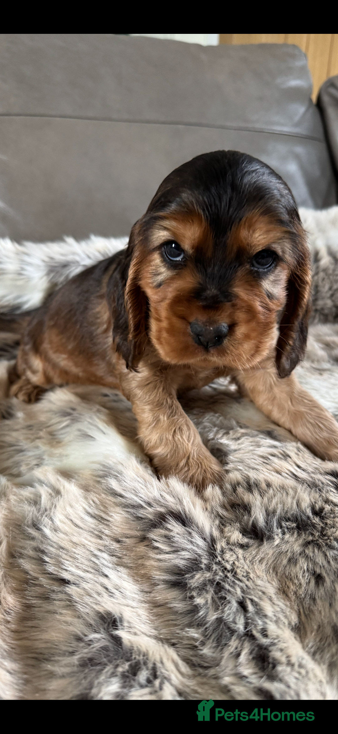 Cocker Spaniel dogs for sale: 🐶 Beautiful Show-Type Cocker Spaniel Puppies 🐶 - Advert 12