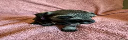 Miniature Schnauzer dogs for sale: Miniature schnauzer puppies  - Advert 16
