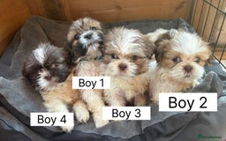 Shih Tzu dogs for sale: Four shih tzu boy puppy’s for sale. - Image 17