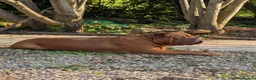 Dogue De Bordeaux dogs for sale: Thor and storm  in Mauchline - Advert 24