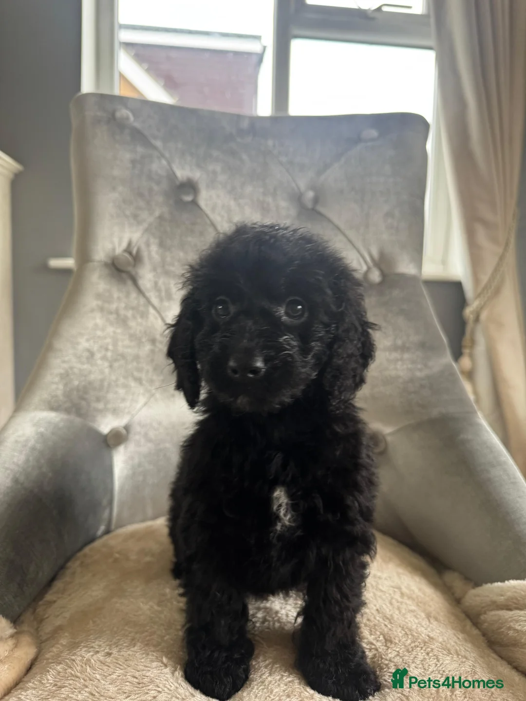 Cockapoo dogs for sale: F1 cockapoo puppies  - Advert 14