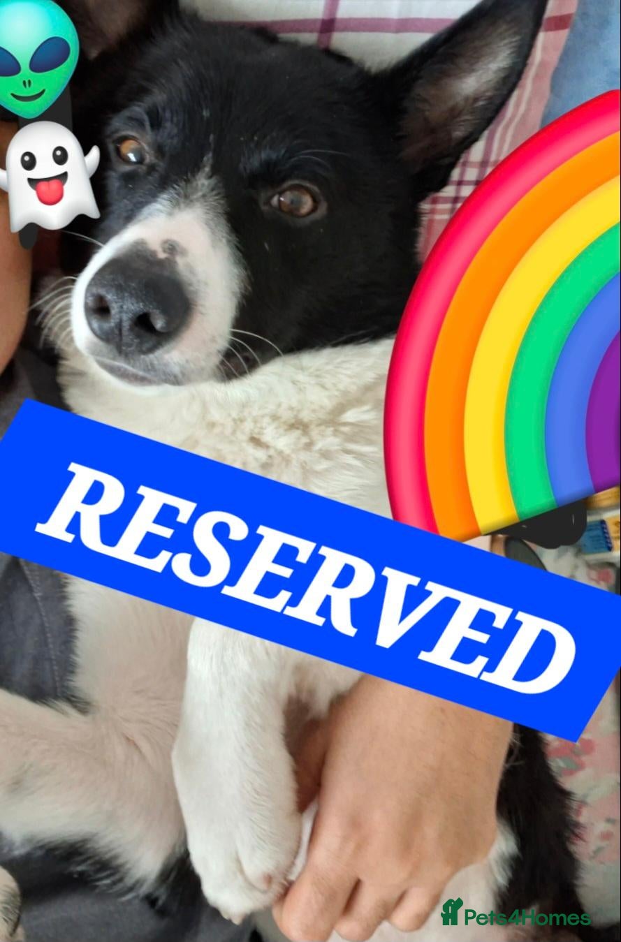 Border Collie dogs Kaptain Kipper – Loving 4-Year-Old Border Collie - Advert 1