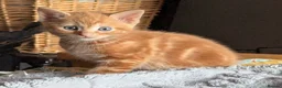 Domestic Shorthair cats for sale: 5 Ginger Kittens - Advert 4